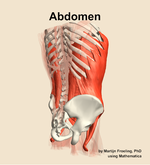 Muscles of the Abdomen - orientation 7