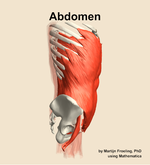 Muscles of the Abdomen - orientation 9