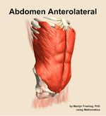 Muscles of the anterolateral compartment of the abdomen - orientation 11