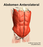 Muscles of the anterolateral compartment of the abdomen - orientation 12
