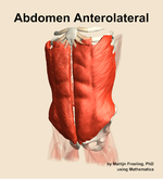 Muscles of the anterolateral compartment of the abdomen - orientation 14