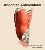 Muscles of the anterolateral compartment of the abdomen - orientation 16