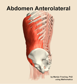 Muscles of the anterolateral compartment of the abdomen - orientation 2