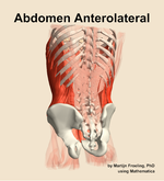 Muscles of the anterolateral compartment of the abdomen - orientation 4