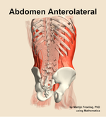 Muscles of the anterolateral compartment of the abdomen - orientation 6