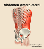 Muscles of the anterolateral compartment of the abdomen - orientation 7