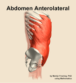 Muscles of the anterolateral compartment of the abdomen - orientation 9