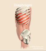 The diaphragm muscle of the abdomen - orientation 1