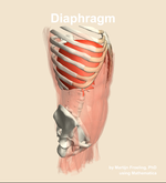 The diaphragm muscle of the abdomen - orientation 10