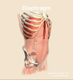 The diaphragm muscle of the abdomen - orientation 11