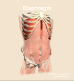 The diaphragm muscle of the abdomen - orientation 12