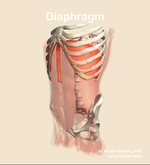 The diaphragm muscle of the abdomen - orientation 15