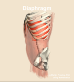 The diaphragm muscle of the abdomen - orientation 16