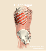 The diaphragm muscle of the abdomen - orientation 2
