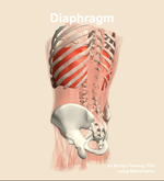 The diaphragm muscle of the abdomen - orientation 3