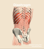 The diaphragm muscle of the abdomen - orientation 4