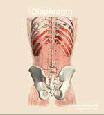 The diaphragm muscle of the abdomen - orientation 5