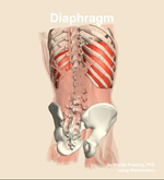 The diaphragm muscle of the abdomen - orientation 6