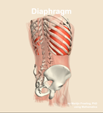 The diaphragm muscle of the abdomen - orientation 7