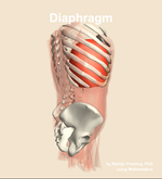 The diaphragm muscle of the abdomen - orientation 8