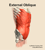 The external oblique muscle of the abdomen - orientation 10