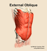 The external oblique muscle of the abdomen - orientation 11