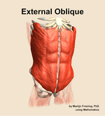 The external oblique muscle of the abdomen - orientation 12