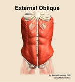 The external oblique muscle of the abdomen - orientation 13