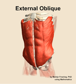 The external oblique muscle of the abdomen - orientation 14