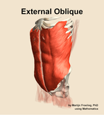 The external oblique muscle of the abdomen - orientation 15