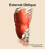 The external oblique muscle of the abdomen - orientation 16