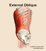 The external oblique muscle of the abdomen - orientation 2
