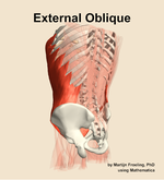 The external oblique muscle of the abdomen - orientation 3