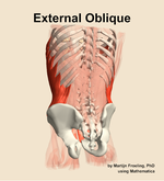 The external oblique muscle of the abdomen - orientation 4