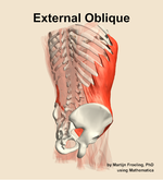 The external oblique muscle of the abdomen - orientation 7