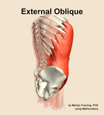 The external oblique muscle of the abdomen - orientation 8