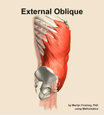 The external oblique muscle of the abdomen - orientation 9