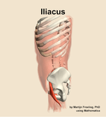 The iliacus muscle of the abdomen - orientation 1