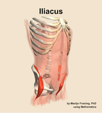 The iliacus muscle of the abdomen - orientation 11