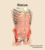 The iliacus muscle of the abdomen - orientation 12