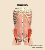 The iliacus muscle of the abdomen - orientation 13