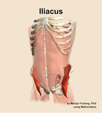 The iliacus muscle of the abdomen - orientation 14