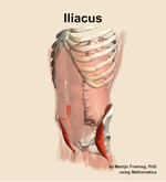The iliacus muscle of the abdomen - orientation 15
