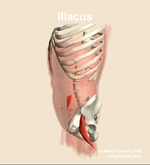 The iliacus muscle of the abdomen - orientation 16