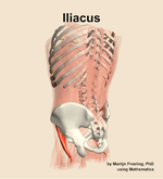 The iliacus muscle of the abdomen - orientation 3