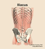 The iliacus muscle of the abdomen - orientation 5