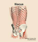 The iliacus muscle of the abdomen - orientation 6