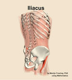 The iliacus muscle of the abdomen - orientation 7