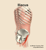 The iliacus muscle of the abdomen - orientation 8