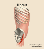 The iliacus muscle of the abdomen - orientation 9